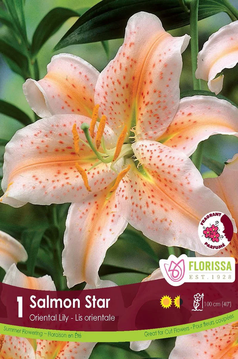 Lis ‘Salmon Star’ ( Lilium )