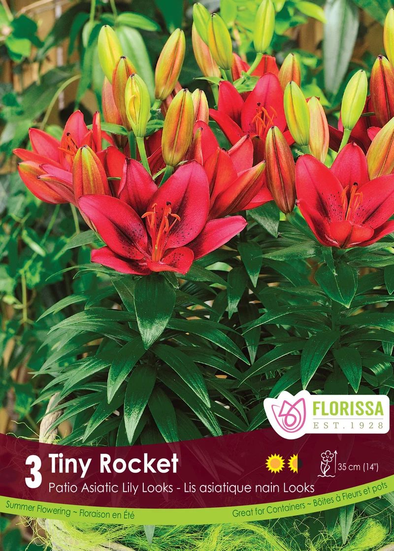 Lis asiatique ‘Tiny Rocket’ ( Lilium )