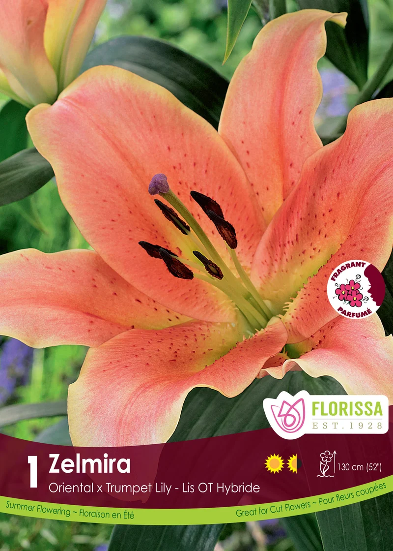Lis ‘Zelmira’ ( Lilium )