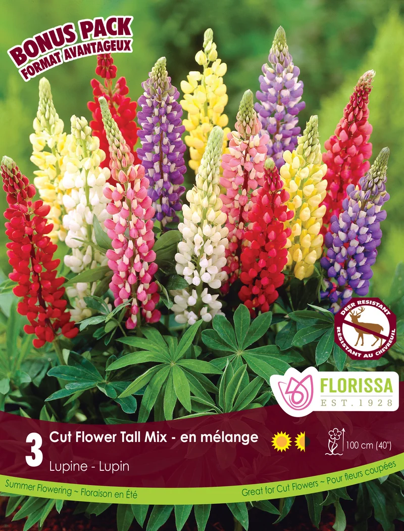 Lupin ‘Tall Mix’ ( Lupinus )