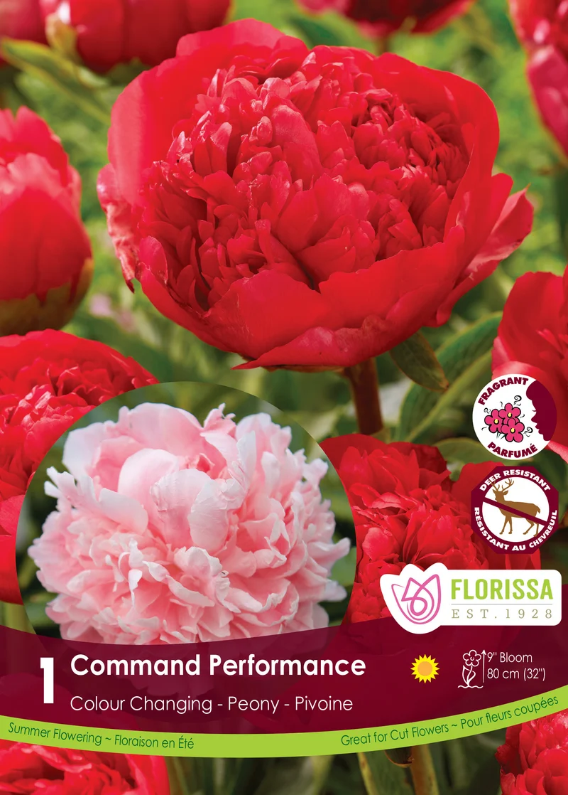 Pivoine ‘Command Performance’ ( Paeonia )