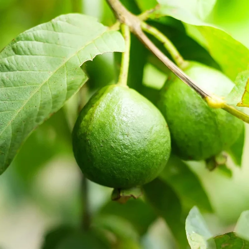Guava Seeds - Red Psidium Guajava, Perennial Sweet & Fragrant Tropical Fruit