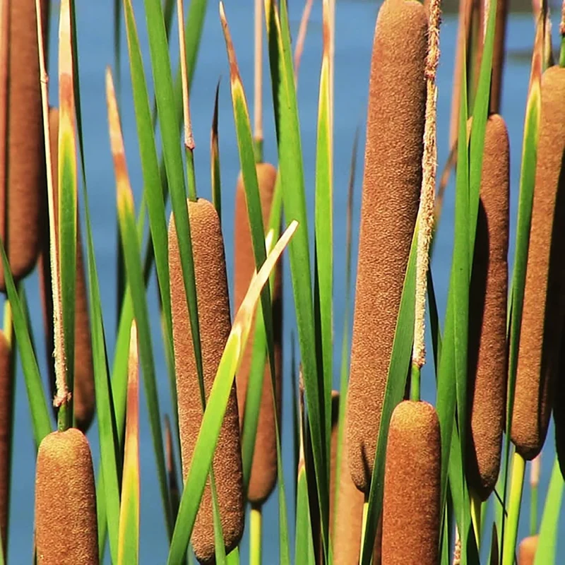Cattail Seeds (Typha Latifolia) Broadleaf Cattail Perennial Fast-Growing for Ponds