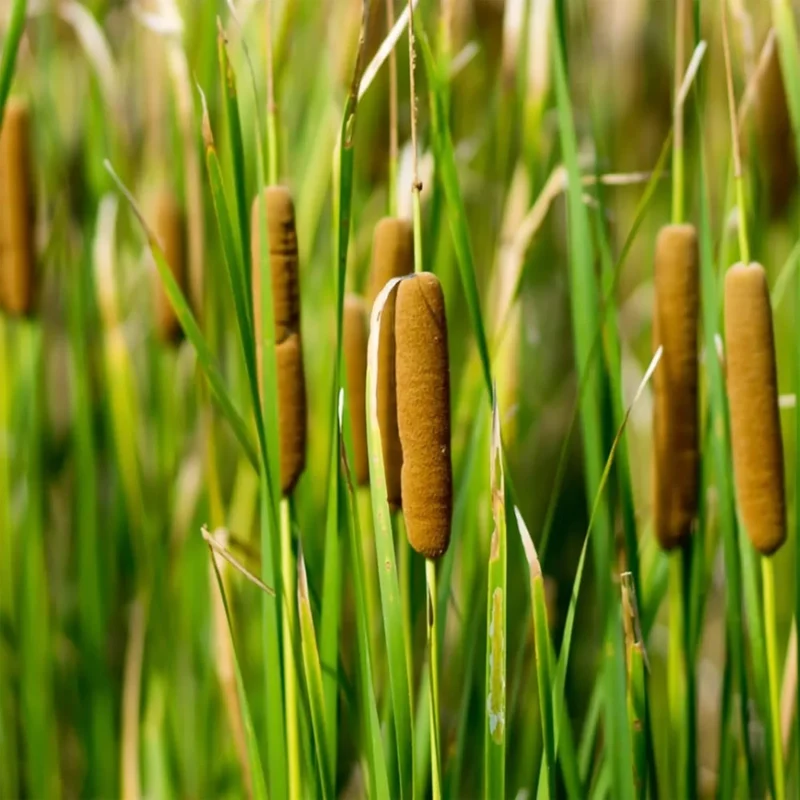 Cattail Seeds (Typha Latifolia) Broadleaf Cattail Perennial Fast-Growing for Ponds