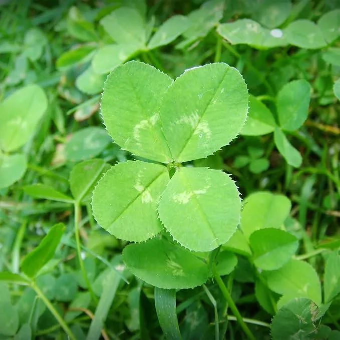 Garden Four Leaf Clover Seeds Ornamental Ground Cover for Indoor And Outdoor, Potted Garden Grass