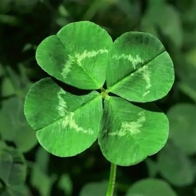 Garden Four Leaf Clover Seeds Ornamental Ground Cover for Indoor And Outdoor, Potted Garden Grass