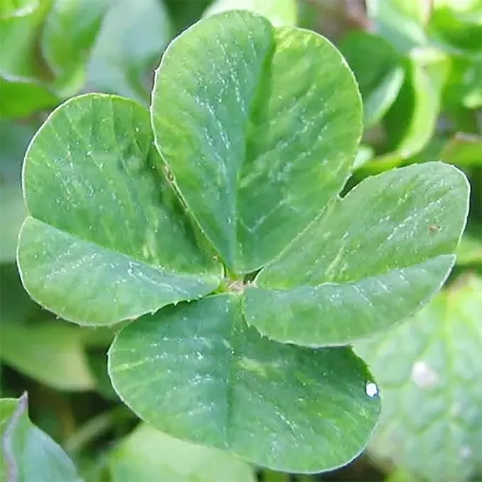 Garden Four Leaf Clover Seeds Ornamental Ground Cover for Indoor And Outdoor, Potted Garden Grass