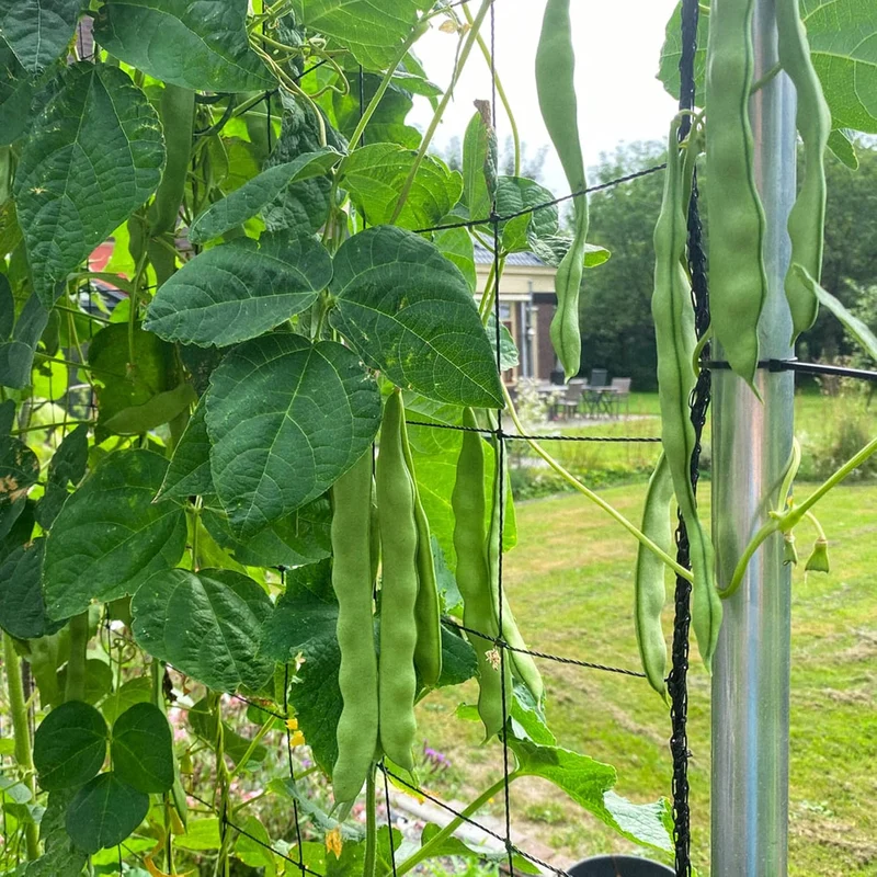 Romano Pole Bean Seeds, Italian Pole Bean with Tender Texture And Rich Flavor, Eaten Fresh or Cooked, Perfect for Trellises And Outdoor Growing, Vegetable Seeds