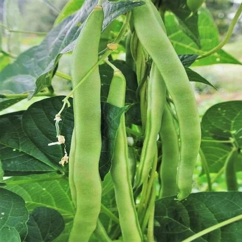 Romano Pole Bean Seeds, Italian Pole Bean with Tender Texture And Rich Flavor, Eaten Fresh or Cooked, Perfect for Trellises And Outdoor Growing, Vegetable Seeds