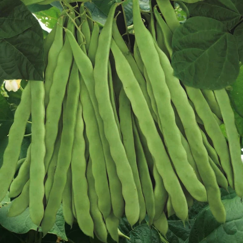 Romano Pole Bean Seeds, Italian Pole Bean with Tender Texture And Rich Flavor, Eaten Fresh or Cooked, Perfect for Trellises And Outdoor Growing, Vegetable Seeds