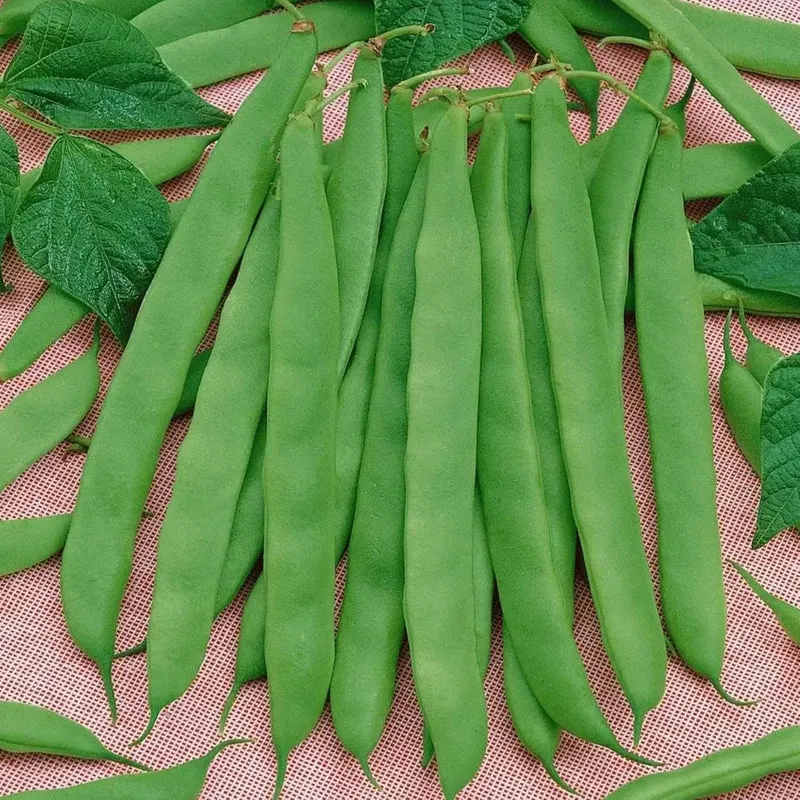 Romano Pole Bean Seeds, Italian Pole Bean with Tender Texture And Rich Flavor, Eaten Fresh or Cooked, Perfect for Trellises And Outdoor Growing, Vegetable Seeds