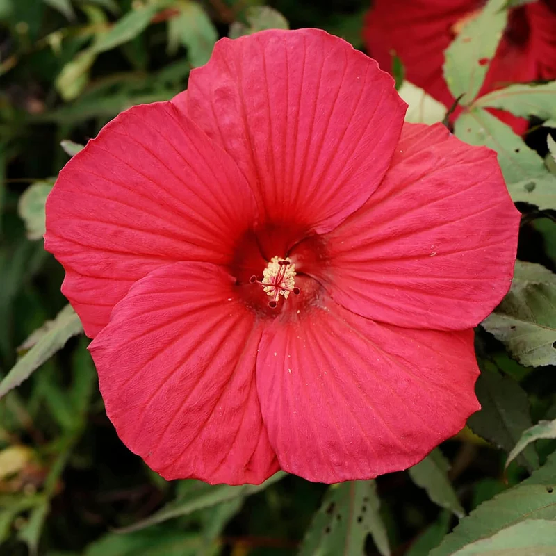Hibiscus Moscheutos Seeds – Hardy Perennial Swamp Rose Mallow for Garden Beds