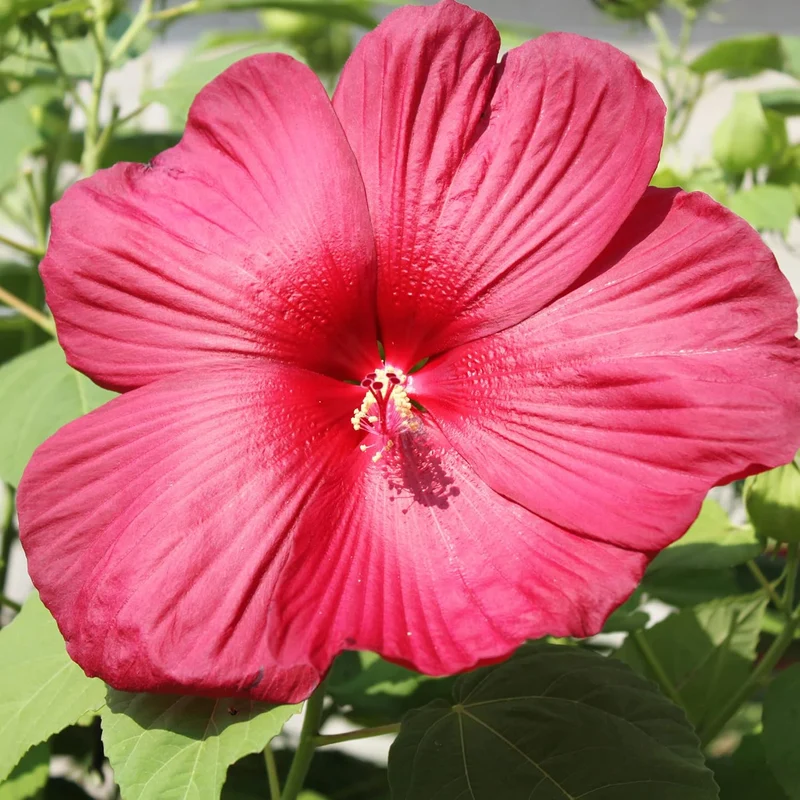 Hibiscus Moscheutos Seeds – Hardy Perennial Swamp Rose Mallow for Garden Beds