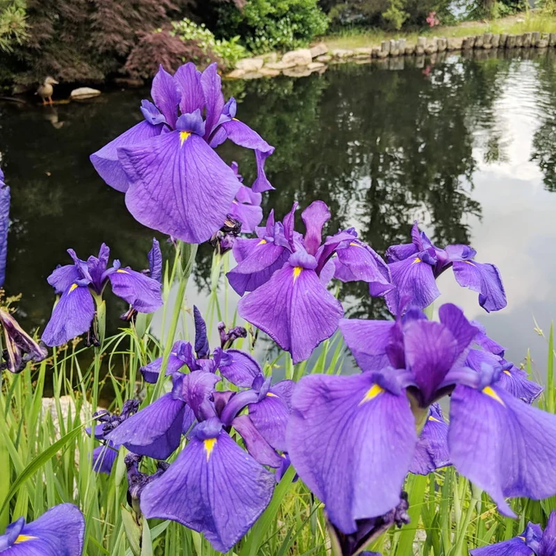 Japanese Iris Seeds Iris Ensata, Beautiful And Intricate Flowers, Attract Pollinators, Perfect for Water Gardens, Pond Edges And Perennial Borders