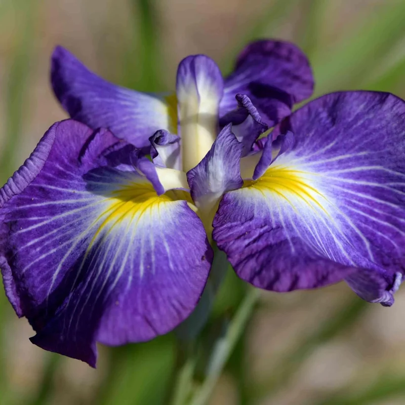 Japanese Iris Seeds Iris Ensata, Beautiful And Intricate Flowers, Attract Pollinators, Perfect for Water Gardens, Pond Edges And Perennial Borders