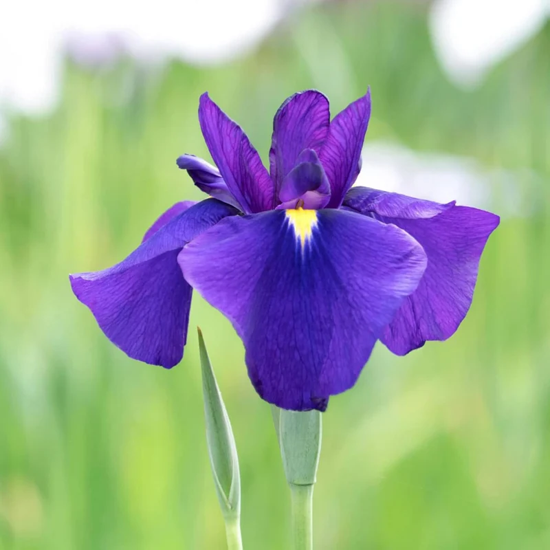 Japanese Iris Seeds Iris Ensata, Beautiful And Intricate Flowers, Attract Pollinators, Perfect for Water Gardens, Pond Edges And Perennial Borders