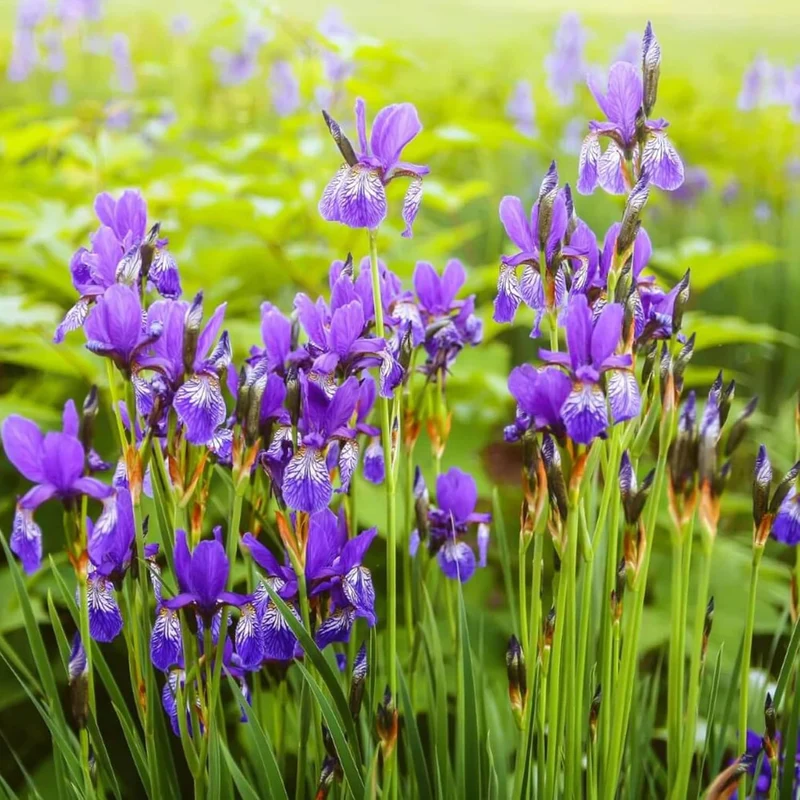Japanese Iris Seeds Iris Ensata, Beautiful And Intricate Flowers, Attract Pollinators, Perfect for Water Gardens, Pond Edges And Perennial Borders