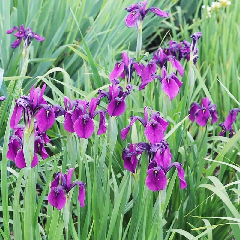 Japanese Iris Seeds Iris Ensata, Beautiful And Intricate Flowers, Attract Pollinators, Perfect for Water Gardens, Pond Edges And Perennial Borders