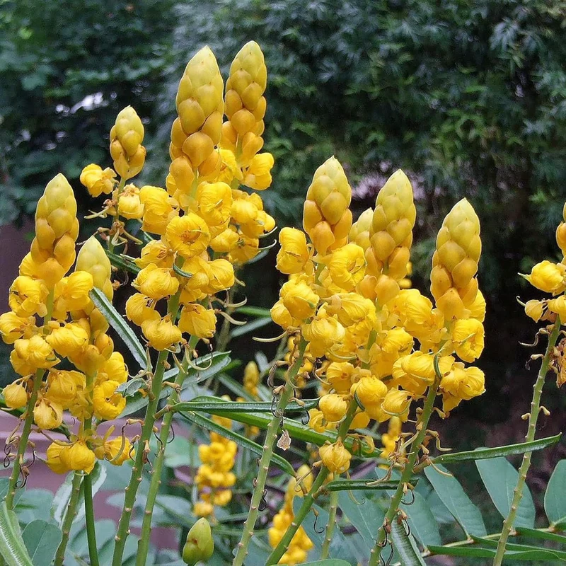 Cassia Alata Seeds – Exotic Senna Alata Evergreen Shrub for Ornamental Landscaping