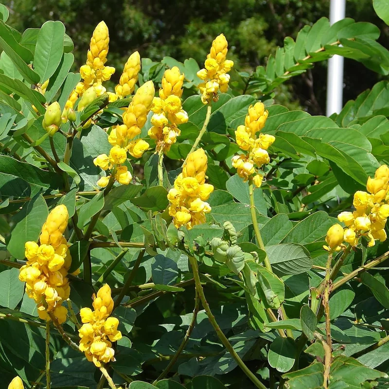 Cassia Alata Seeds – Exotic Senna Alata Evergreen Shrub for Ornamental Landscaping