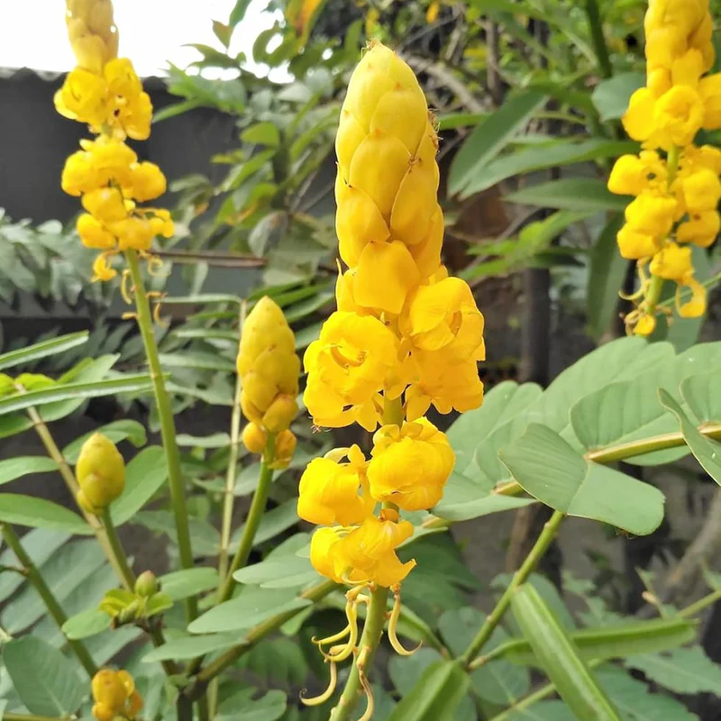 Cassia Alata Seeds – Exotic Senna Alata Evergreen Shrub for Ornamental Landscaping