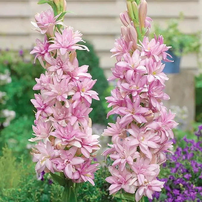 Pink Tuberose Seeds Fragrant Perennial Showy Cut Flowers, Deer And Rabbit Resistant for Garden Bed, Border, Patio And Container