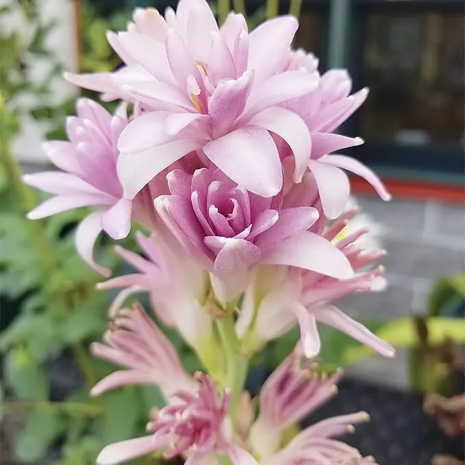 Pink Tuberose Seeds Fragrant Perennial Showy Cut Flowers, Deer And Rabbit Resistant for Garden Bed, Border, Patio And Container