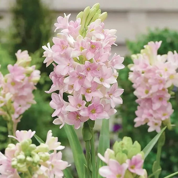 Pink Tuberose Seeds Fragrant Perennial Showy Cut Flowers, Deer And Rabbit Resistant for Garden Bed, Border, Patio And Container