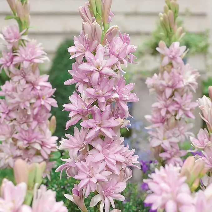Pink Tuberose Seeds Fragrant Perennial Showy Cut Flowers, Deer And Rabbit Resistant for Garden Bed, Border, Patio And Container