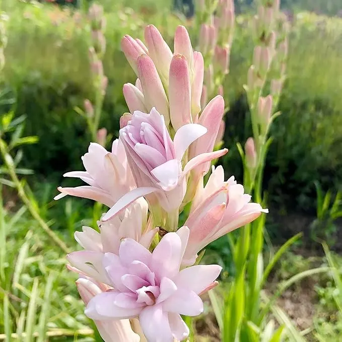 Pink Tuberose Seeds Fragrant Perennial Showy Cut Flowers, Deer And Rabbit Resistant for Garden Bed, Border, Patio And Container