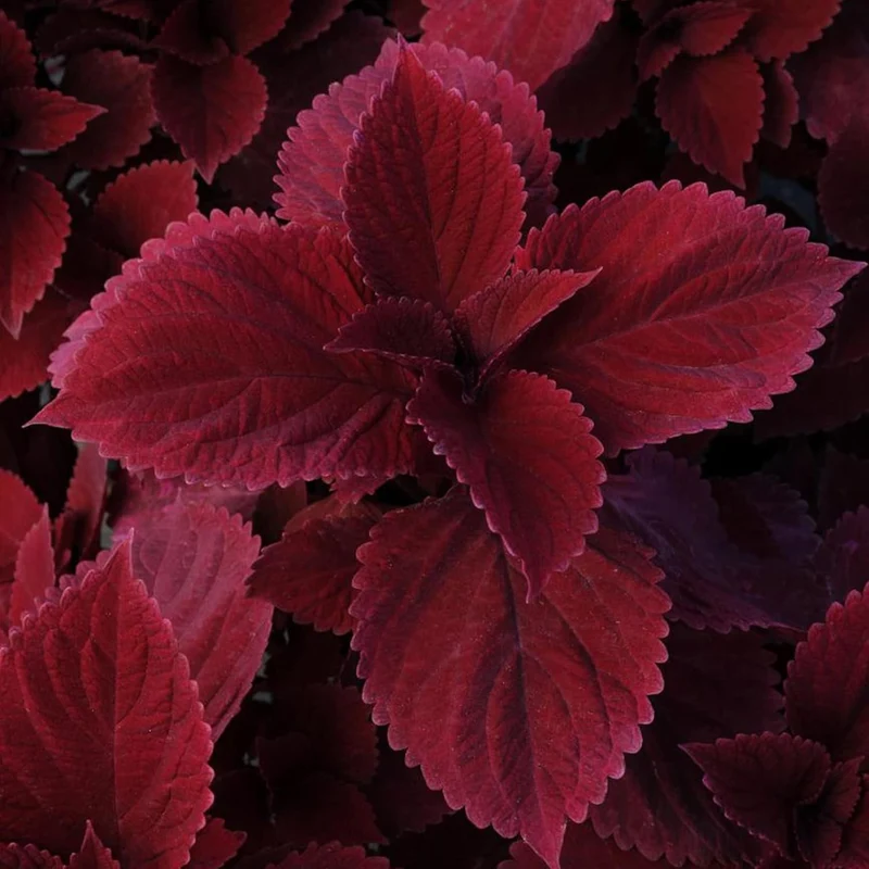 Coleus Redhead Seeds | Low Maintenance Evergreen Herb | Showy Red Foliage for Beds, Borders, and Containers, Outdoor Garden Seeds
