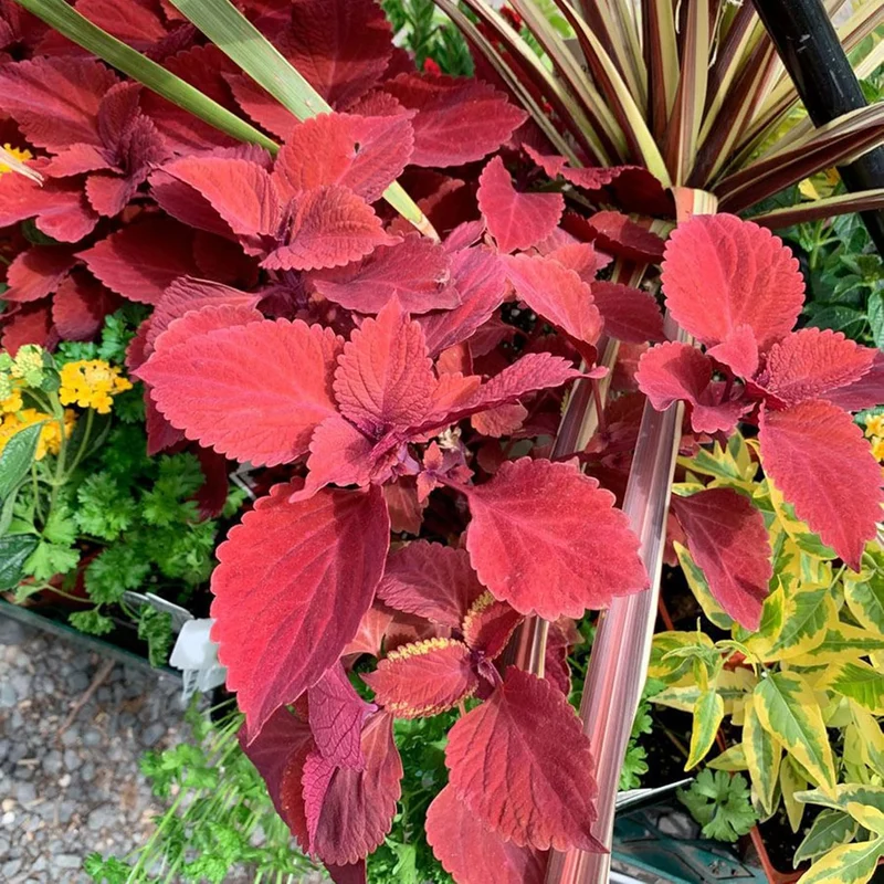 Coleus Redhead Seeds | Low Maintenance Evergreen Herb | Showy Red Foliage for Beds, Borders, and Containers, Outdoor Garden Seeds