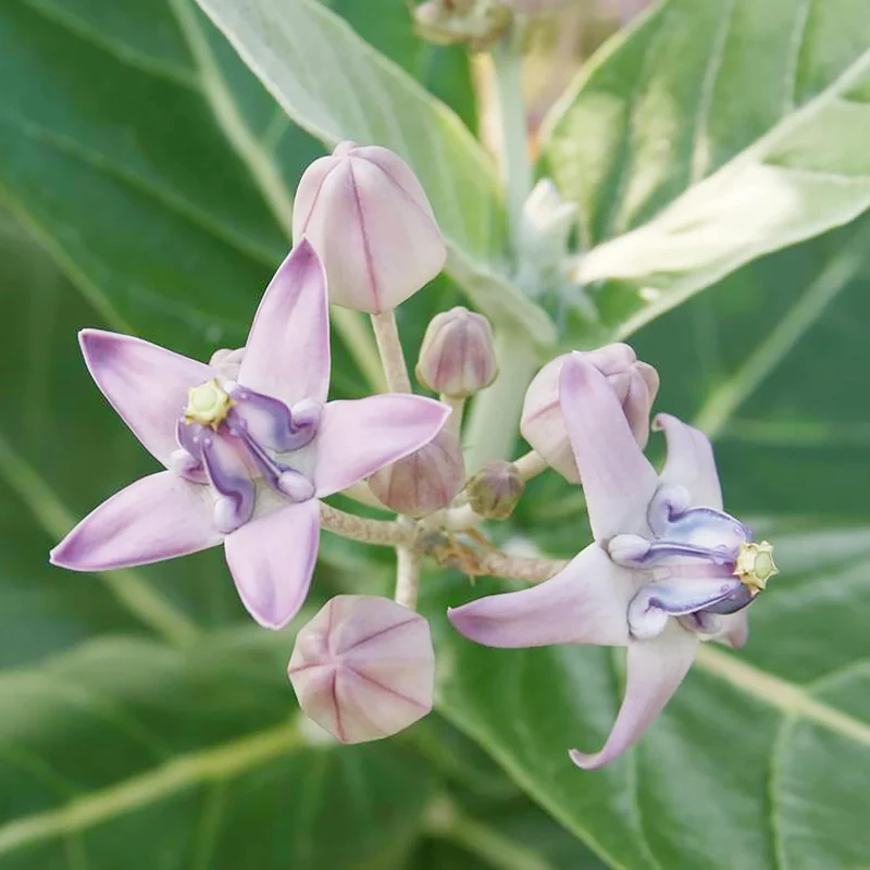 Calotropis Gigantea Seeds Giant Milkweed