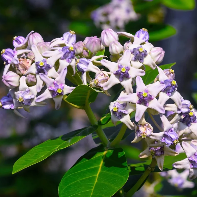 Calotropis Gigantea Seeds Giant Milkweed