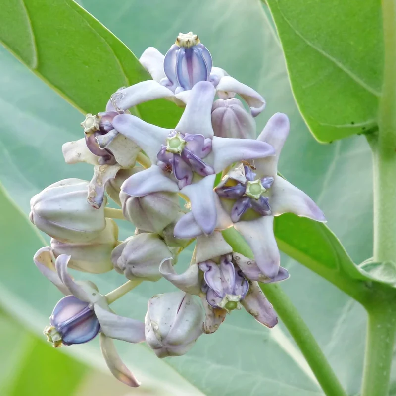 Calotropis Gigantea Seeds Giant Milkweed