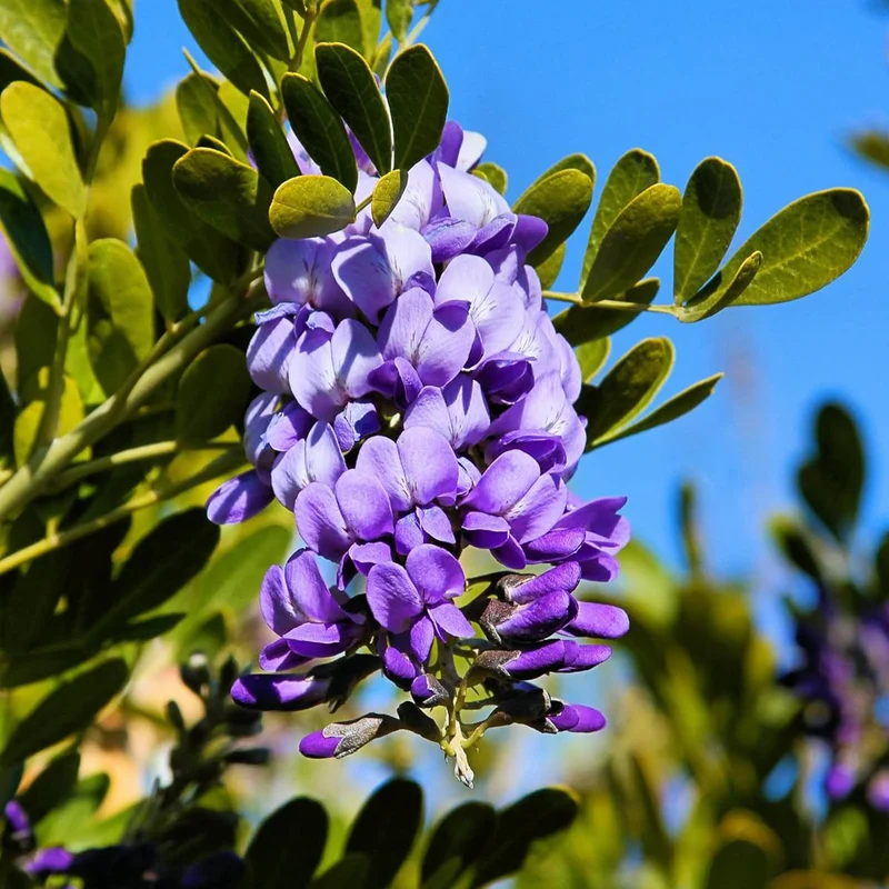 Texas Mountain Laurel Tree Seeds – Sophora secundiflora Evergreen