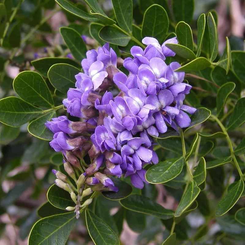 Texas Mountain Laurel Tree Seeds – Sophora secundiflora Evergreen