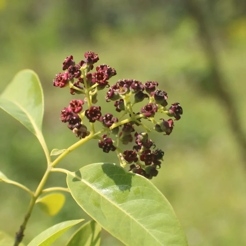 Santalum Album Seeds for Planting Indian Sandalwood Fragrant Evergreen Tree for Gardens And Outdoors