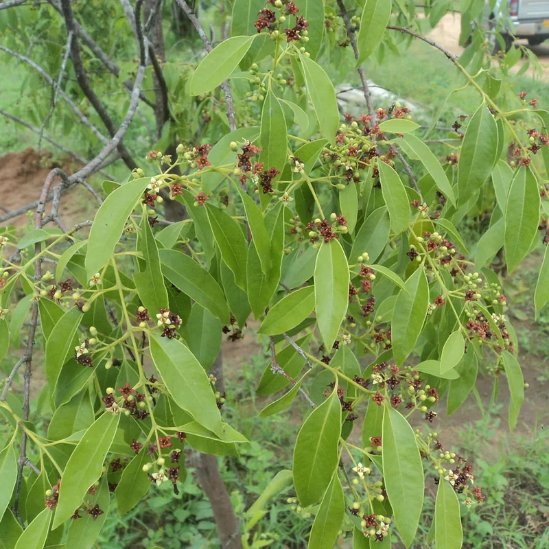 Santalum Album Seeds for Planting Indian Sandalwood Fragrant Evergreen Tree for Gardens And Outdoors