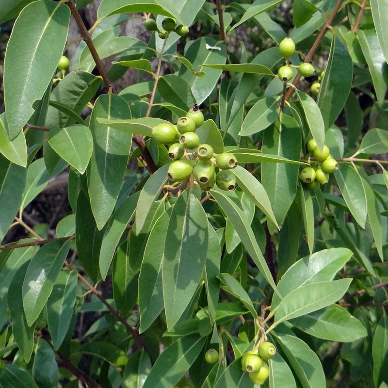 Santalum Album Seeds for Planting Indian Sandalwood Fragrant Evergreen Tree for Gardens And Outdoors
