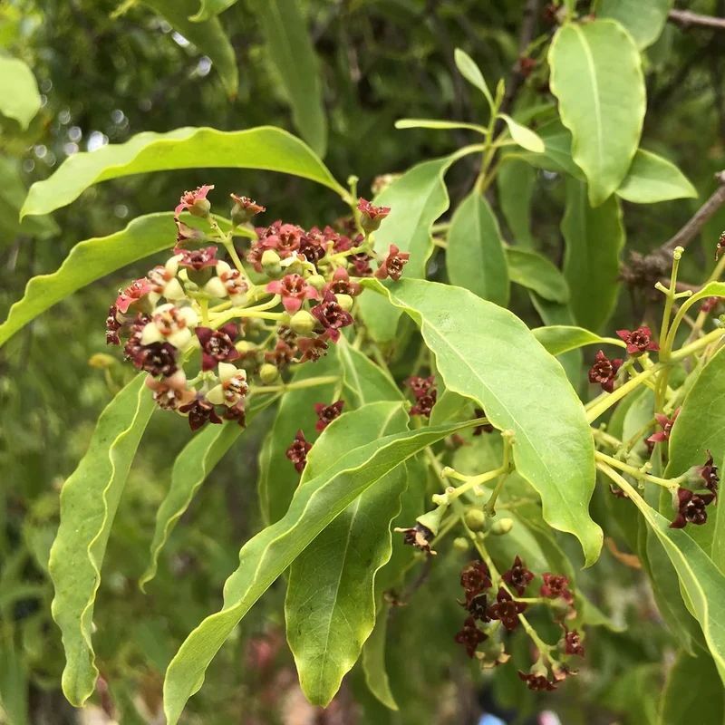 Santalum Album Seeds for Planting Indian Sandalwood Fragrant Evergreen Tree for Gardens And Outdoors