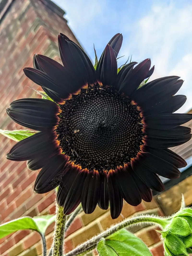 Fresh Deep Black Sunflower Seeds for Planting - Garden Growth for 50 Pcs
