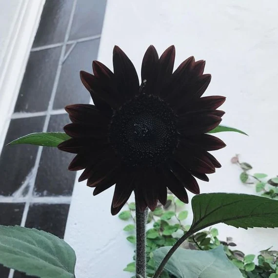 Fresh Deep Black Sunflower Seeds for Planting - Garden Growth for 50 Pcs