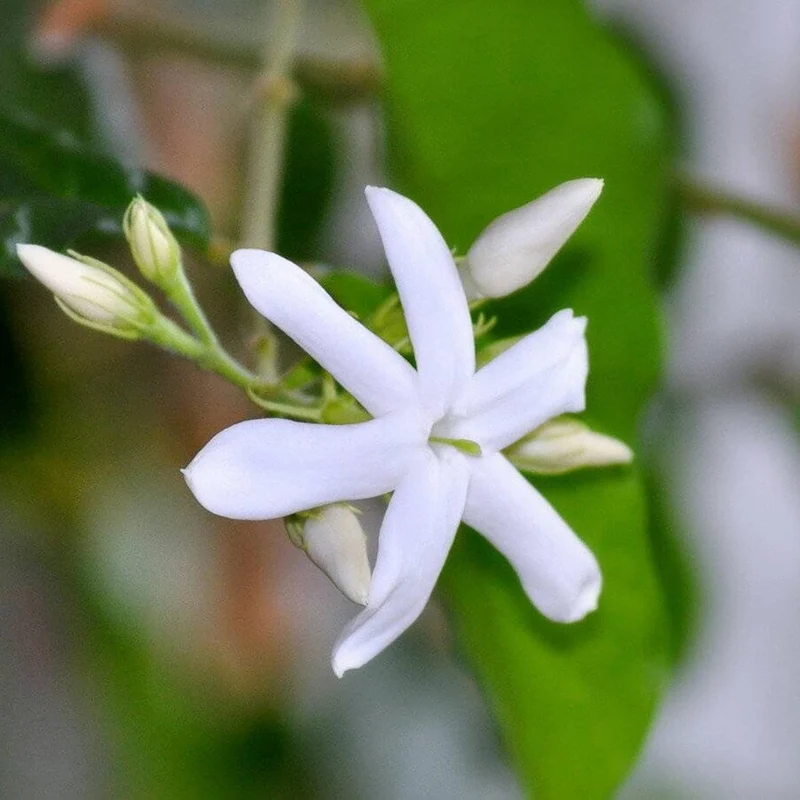 Jasminum Sambac Seeds Arabian Jasmine, Fragrant Broadleaf Evergreen for Patio Borders And Outdoor Gardens, Low Maintenance Flower Seeds