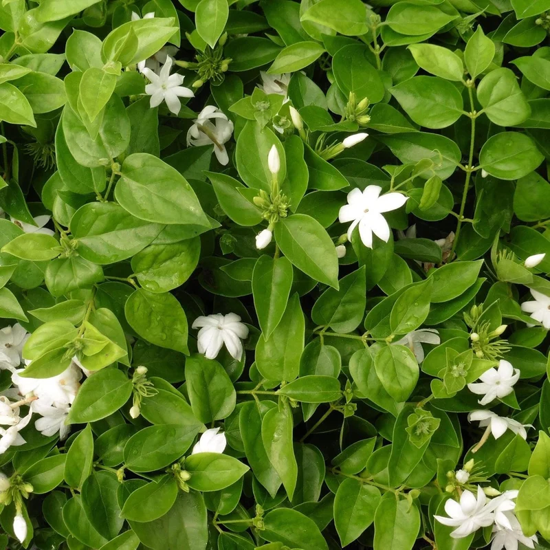 Jasminum Sambac Seeds Arabian Jasmine, Fragrant Broadleaf Evergreen for Patio Borders And Outdoor Gardens, Low Maintenance Flower Seeds