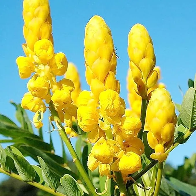 Cassia Alata Seeds – Senna alata Evergreen Shrub for Ornamental Borders & Landscapes
