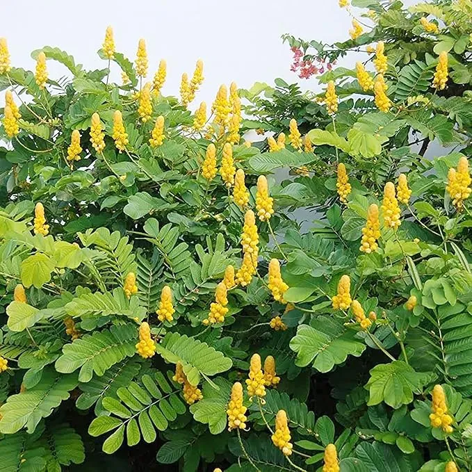 Cassia Alata Seeds – Senna alata Evergreen Shrub for Ornamental Borders & Landscapes