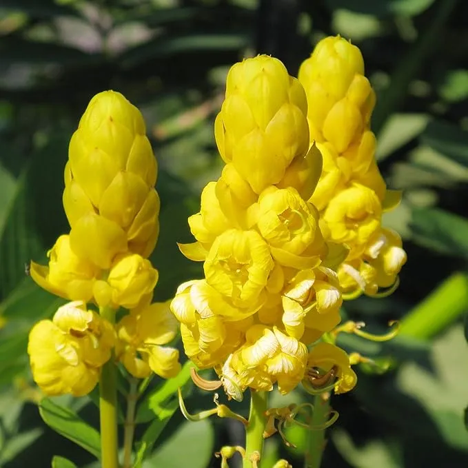 Cassia Alata Seeds – Senna alata Evergreen Shrub for Ornamental Borders & Landscapes