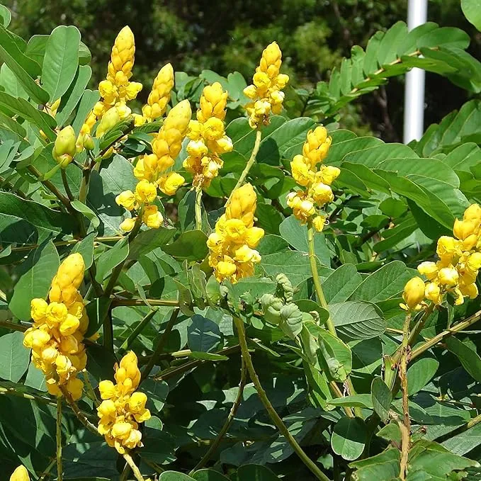 Cassia Alata Seeds – Senna alata Evergreen Shrub for Ornamental Borders & Landscapes
