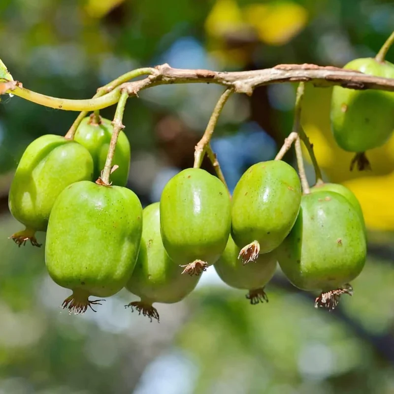 Hardy Kiwi Seeds - Actinidia Arguta Perennial Climber for Trellises & Fences, GMO-Free, Fragrant Fruit & Berries - 10Pcs Fruit Seeds